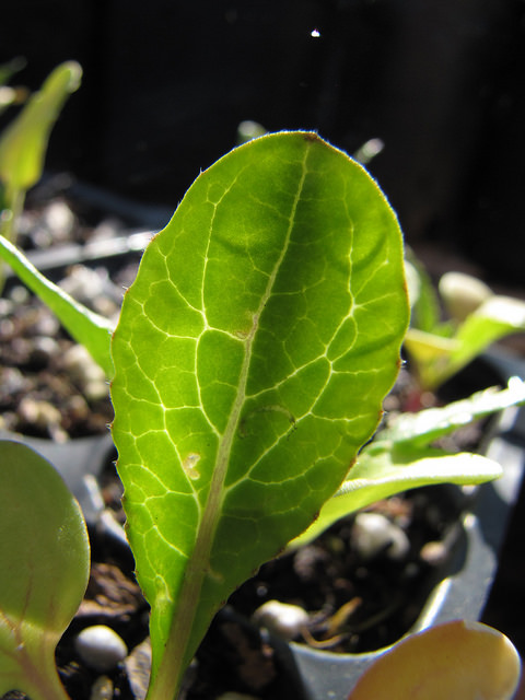 Radis cultivé