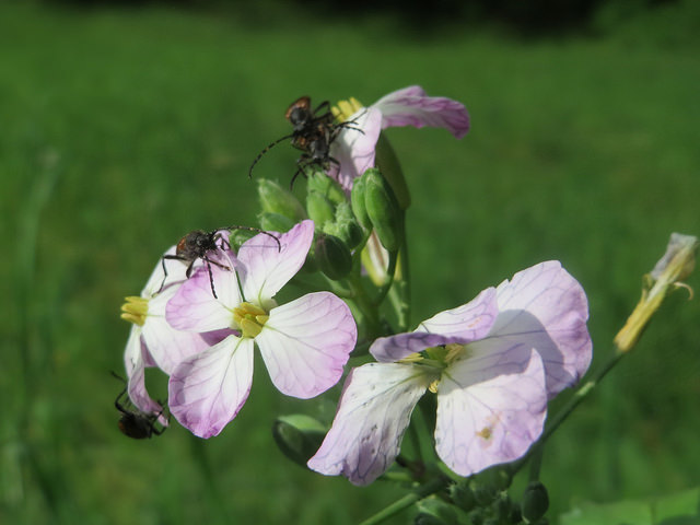 Radis cultivé