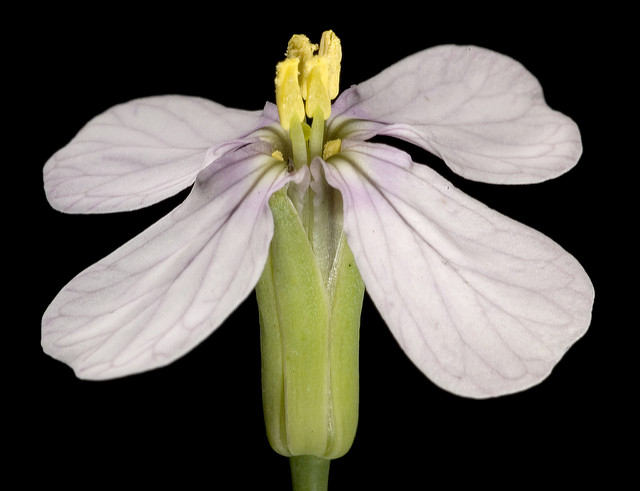 Radis cultivé