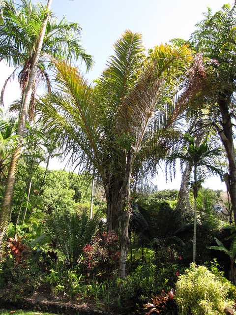 Raphia farinifera