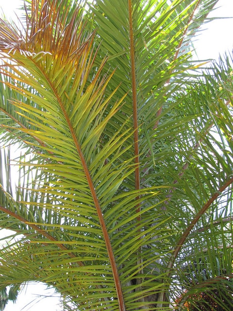 Raphia farinifera