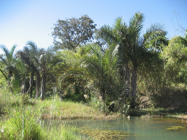 Raphia farinifera