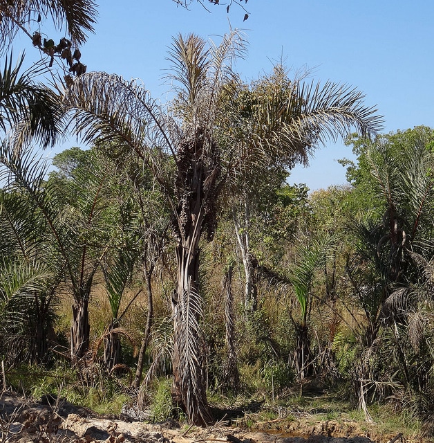 Raphia farinifera
