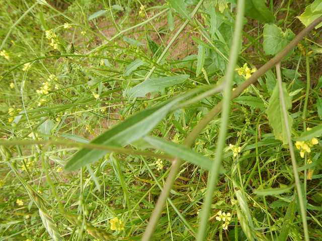 Myagrum rugosum