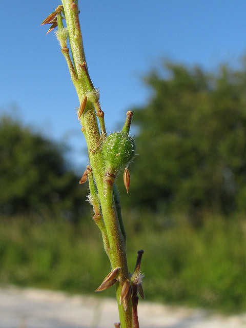 Myagrum rugosum