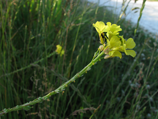 Myagrum rugosum