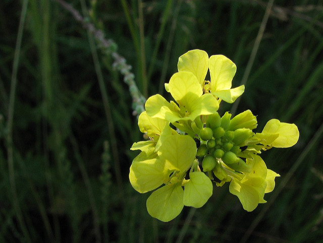 Myagrum rugosum (Rapistrum rugosum)