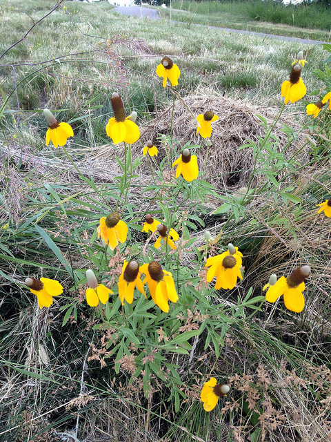 Ratibida columnifera (Ratibida columnifera)