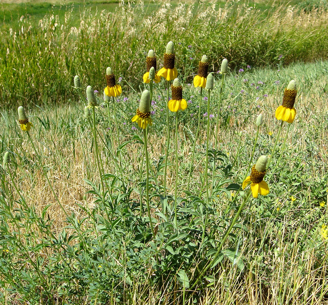 Ratibida columnifera