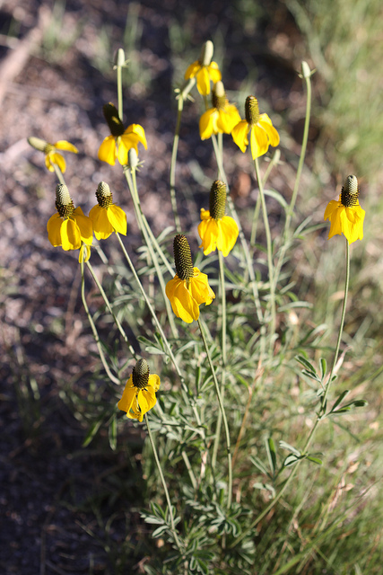 Ratibida columnifera