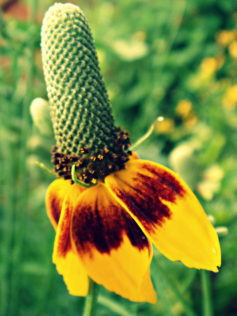 Ratibida columnifera