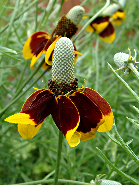 Ratibida columnifera