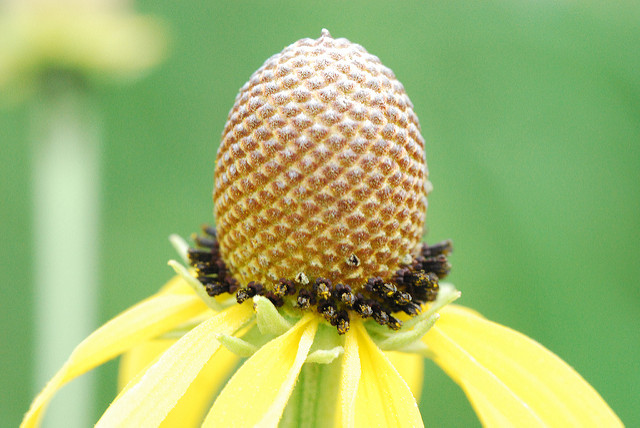 Ratibida pinnata