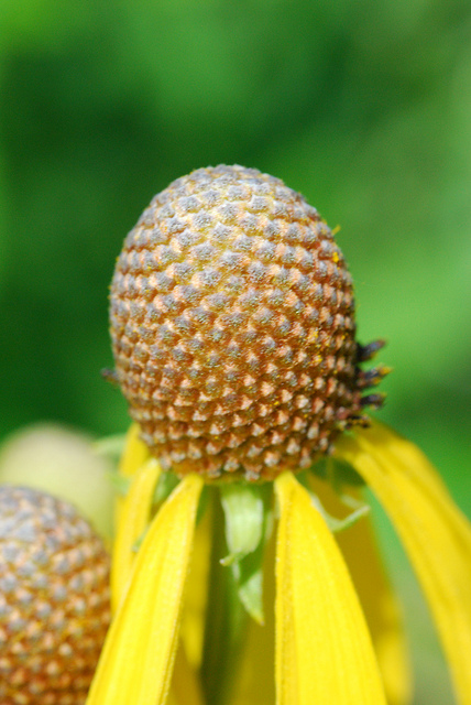 Ratibida pinnata