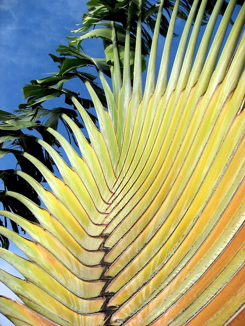 Arbre du voyageur