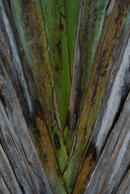Arbre du voyageur