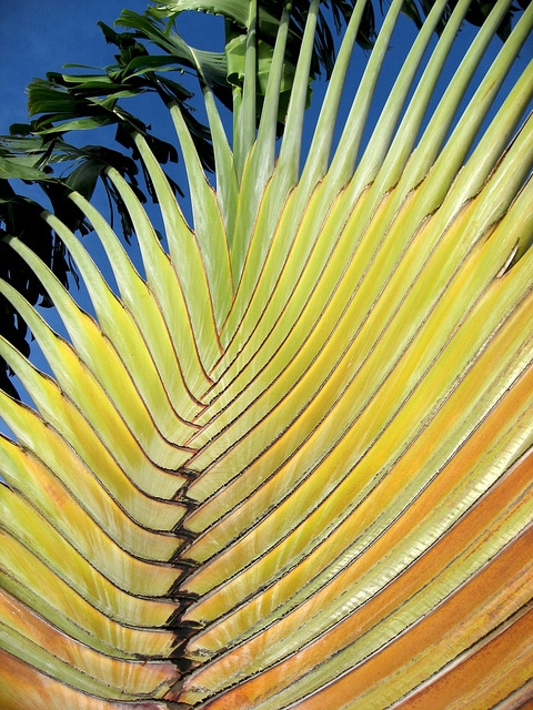 Arbre du voyageur