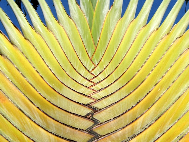 Arbre du voyageur