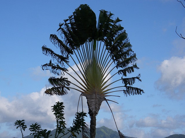Arbre du voyageur