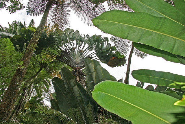 Arbre du voyageur (Ravenala madagascariensis)