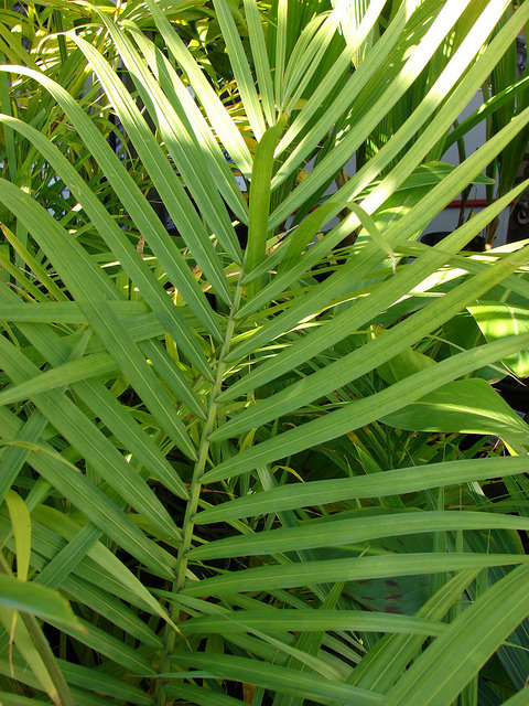 Ravénéa des berges (Ravenea rivularis)