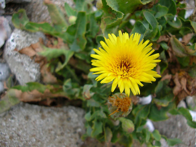 Cousteline (Reichardia picroides)