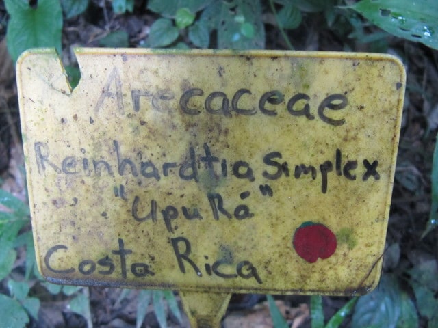 Reinhardtia simplex (Reinhardtia simplex)