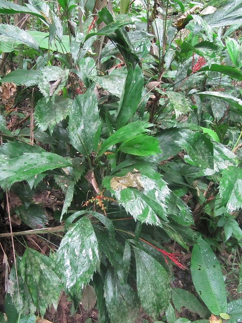 Reinhardtia simplex