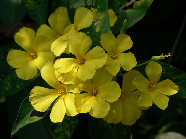 Lin jaune arbustif