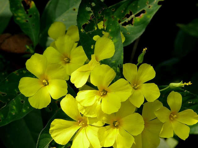 Lin jaune arbustif