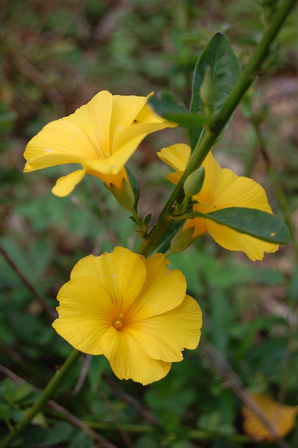 Lin jaune arbustif