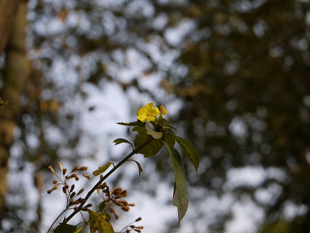 Lin jaune arbustif