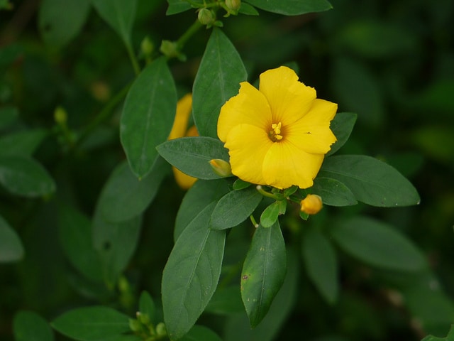 Lin jaune arbustif (Reinwardtia indica)