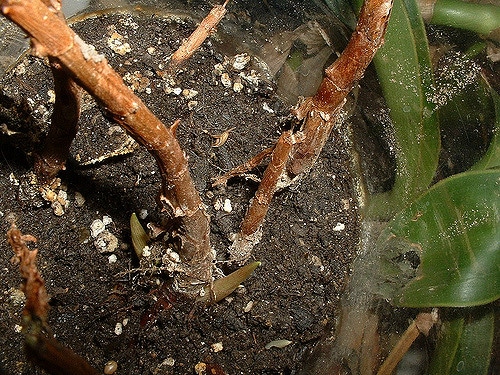 Remusatia vivipara (Remusatia vivipara)
