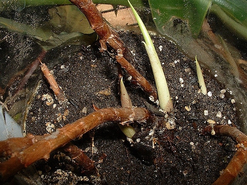 Remusatia vivipara