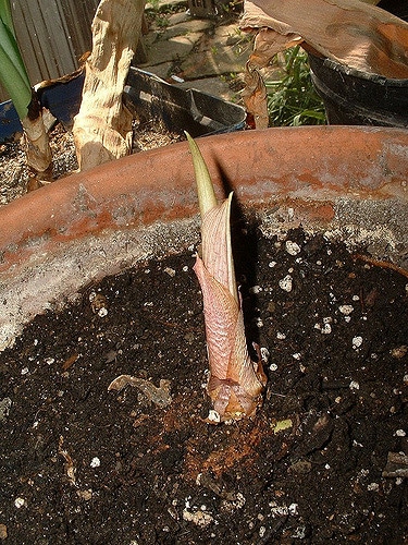Remusatia vivipara