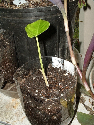 Remusatia vivipara