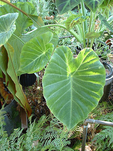 Remusatia vivipara