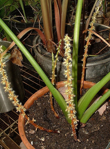 Remusatia vivipara