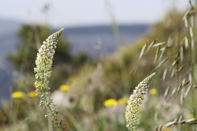 Réséda blanc (Reseda alba)