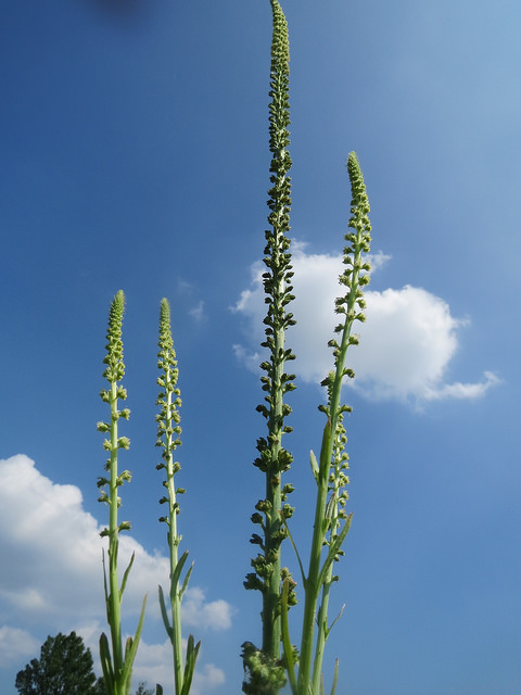 Réséda des teinturiers (Reseda luteola)
