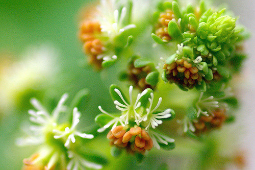 Réséda odorant (Reseda odorata)