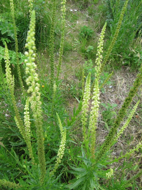 Réséda odorant