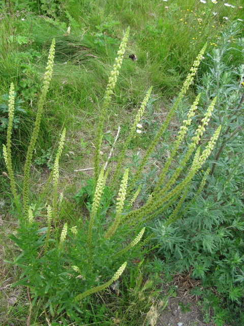 Réséda odorant