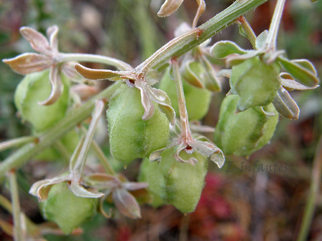 Réséda raiponce (Reseda phyteuma)