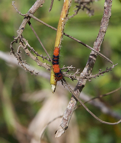 Rhabdadenia biflora