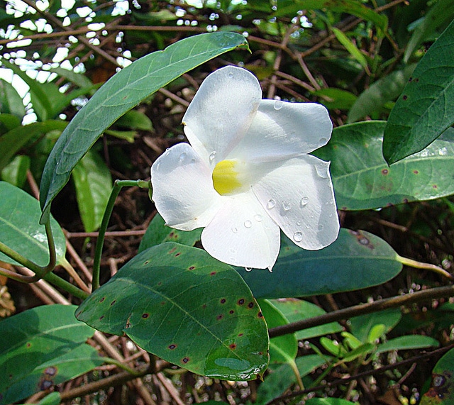 Rhabdadenia biflora