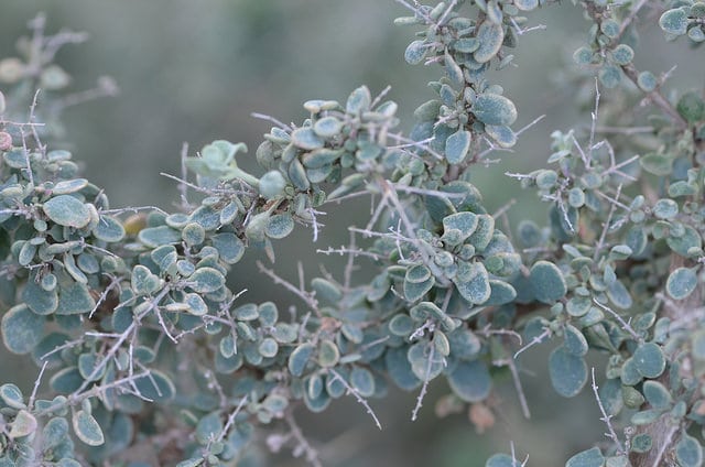 Rhagodia spinescens