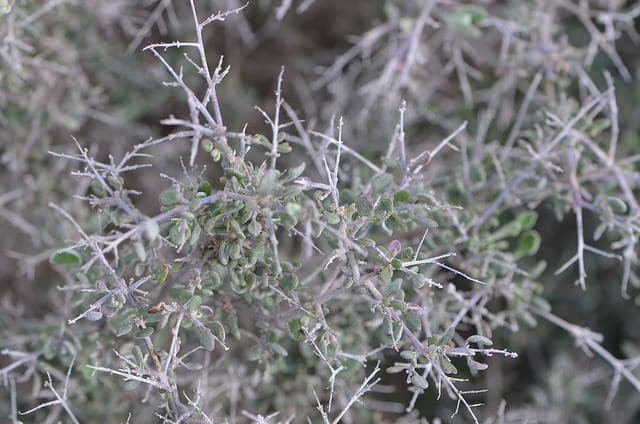 Rhagodia spinescens