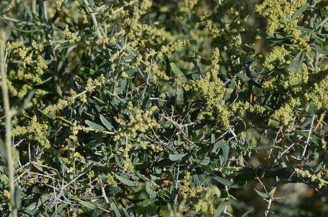 Rhagodia spinescens